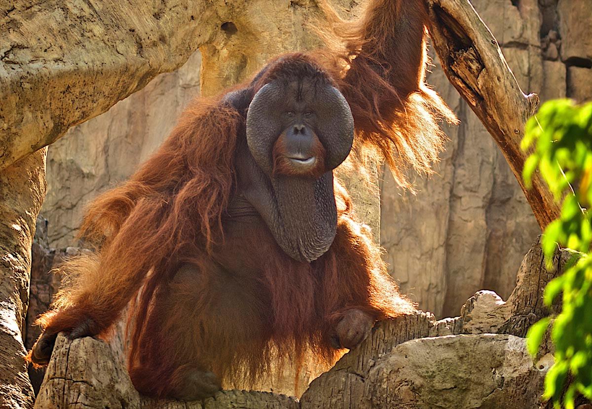 Orangutan apoyado en una piedra