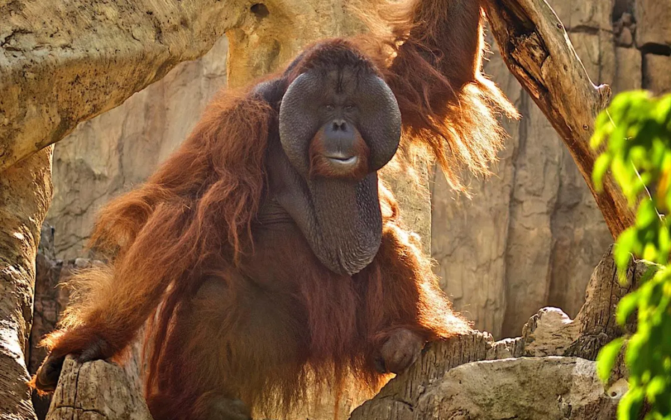 BioParc Fuengirola Orangutan apoyado en una piedra